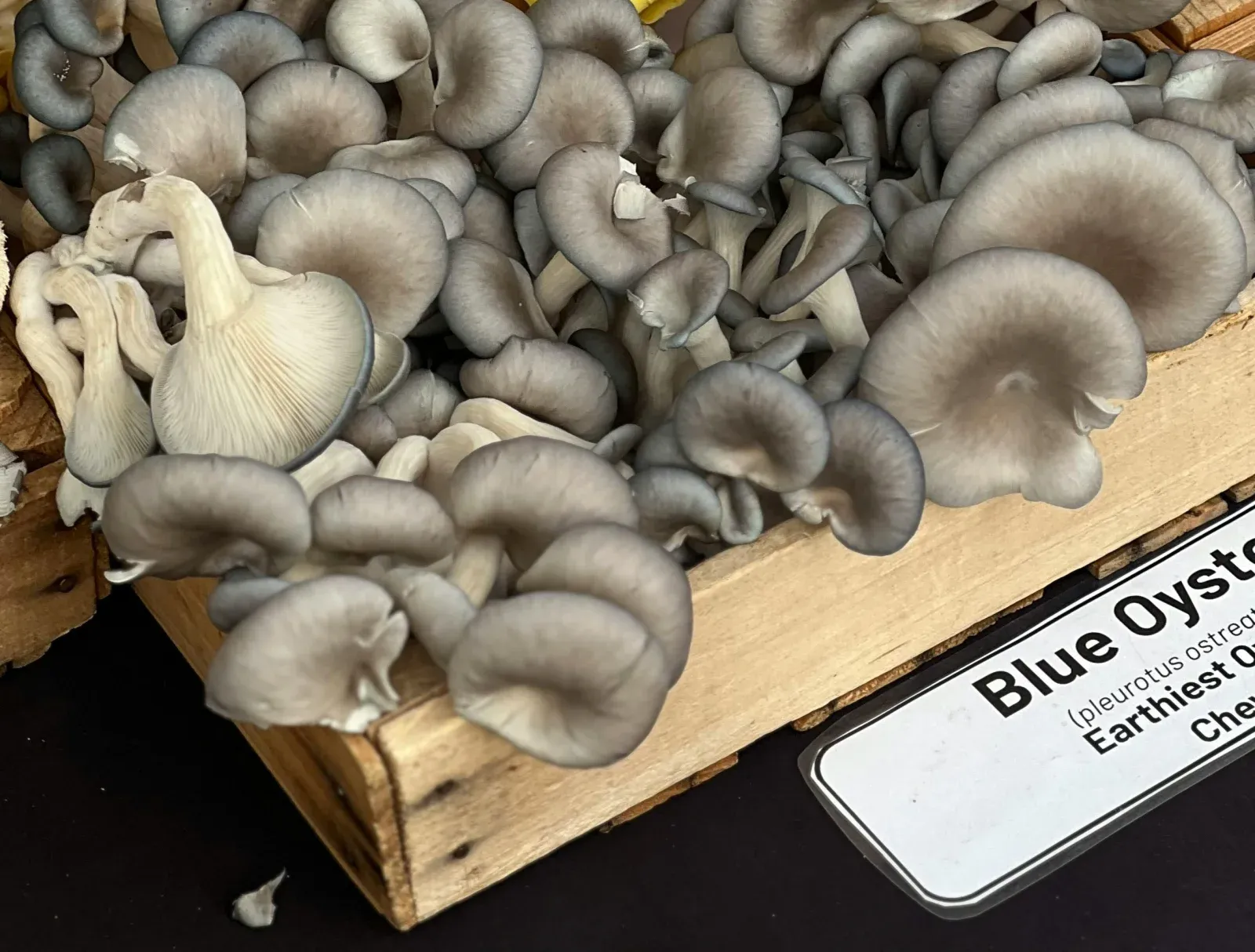 Cluster of mature blue oyster mushrooms with cobalt-grey caps in a wooden farmer's market crate