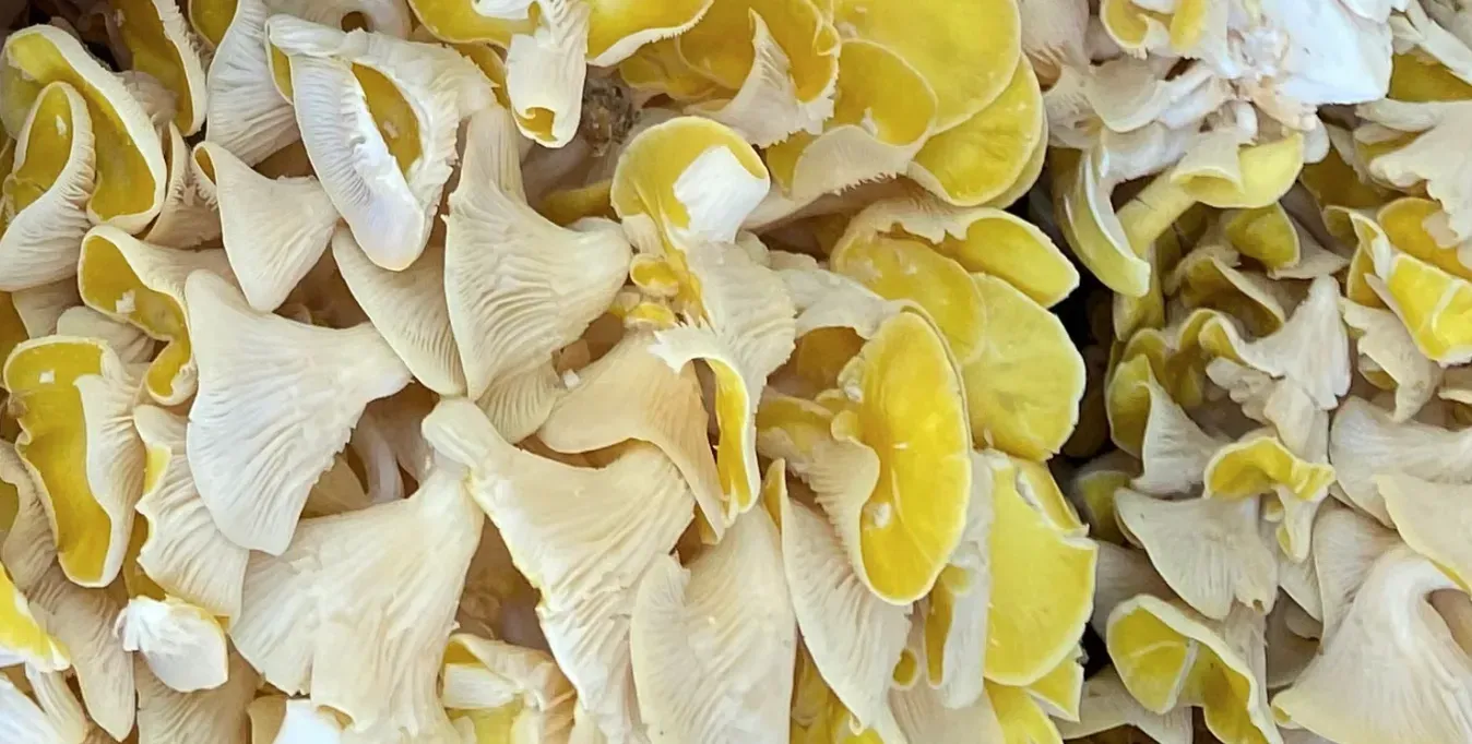 Freshly harvested golden oyster mushrooms in a pile, with thin pale-yellow caps and white decurrent gills