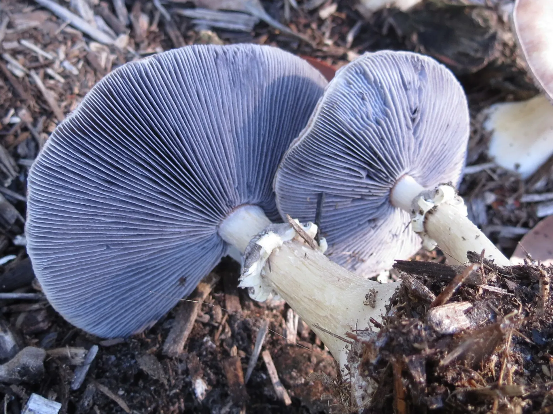 Two mature king stropharia mushrooms with upturned burgundy caps revealing deep purple-grey gills and the distinctive thick rings on their pale stems, growing in a hardwood woodchip bed