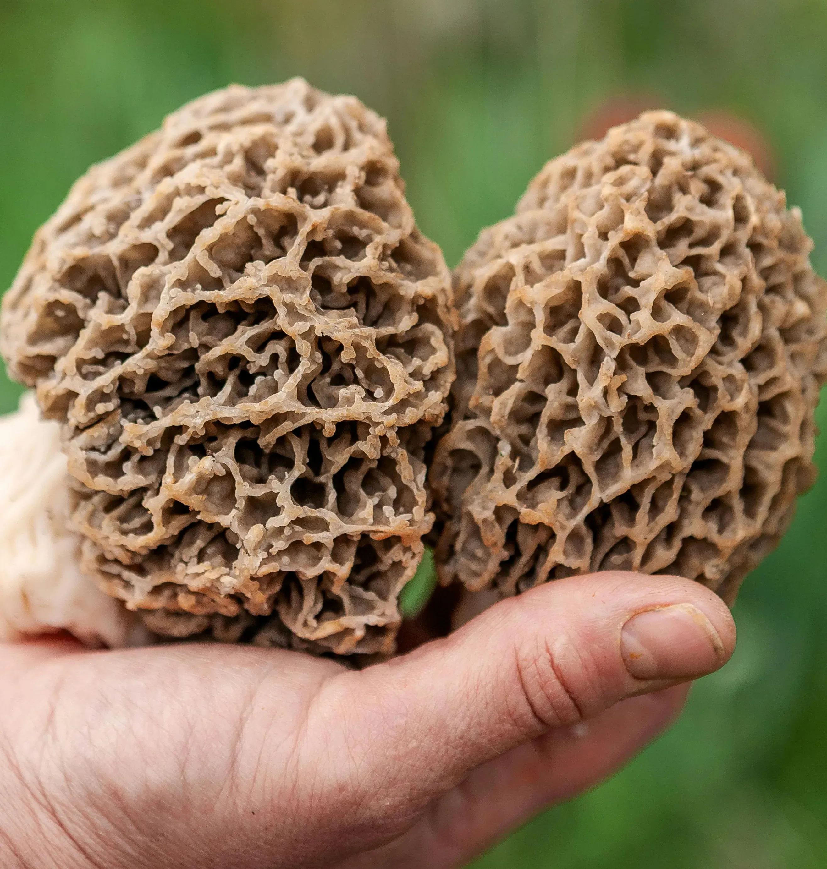 Two mature morel mushrooms held in an open hand, showing the distinctive honeycomb pit-and-ridge cap structure