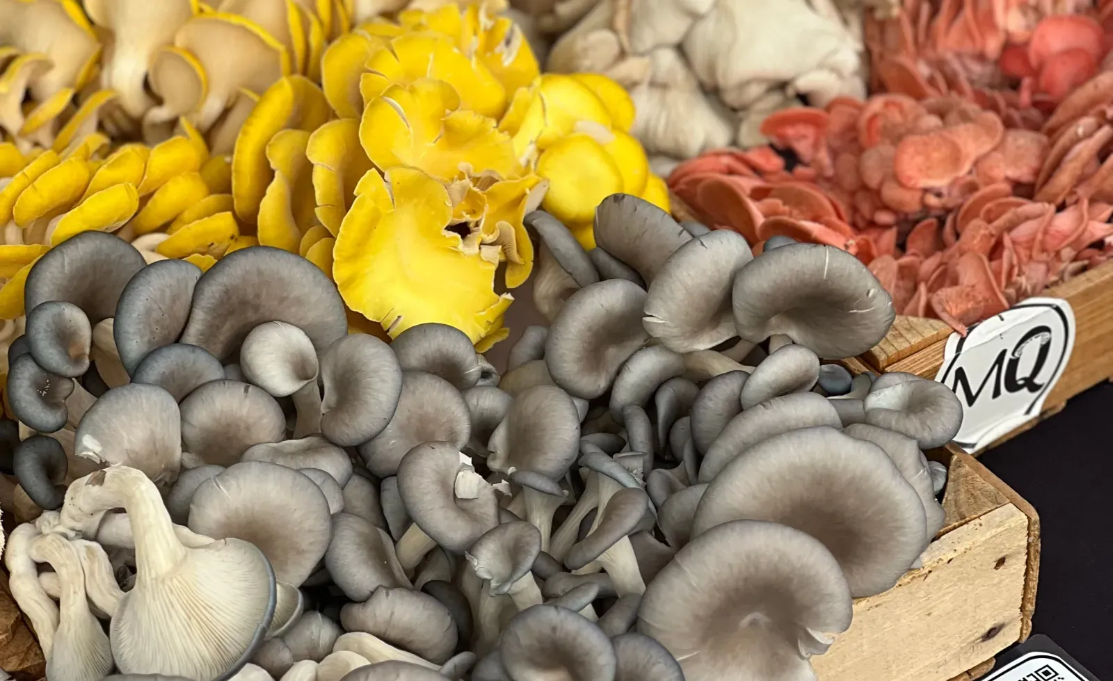 Golden, pink, blue, and pearl oyster mushroom clusters displayed together in wooden market crates