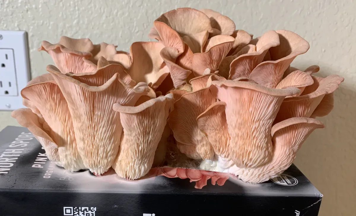 Dense clusters of salmon-pink oyster mushrooms with ruffled caps and visible gills, fruiting from a grow kit box