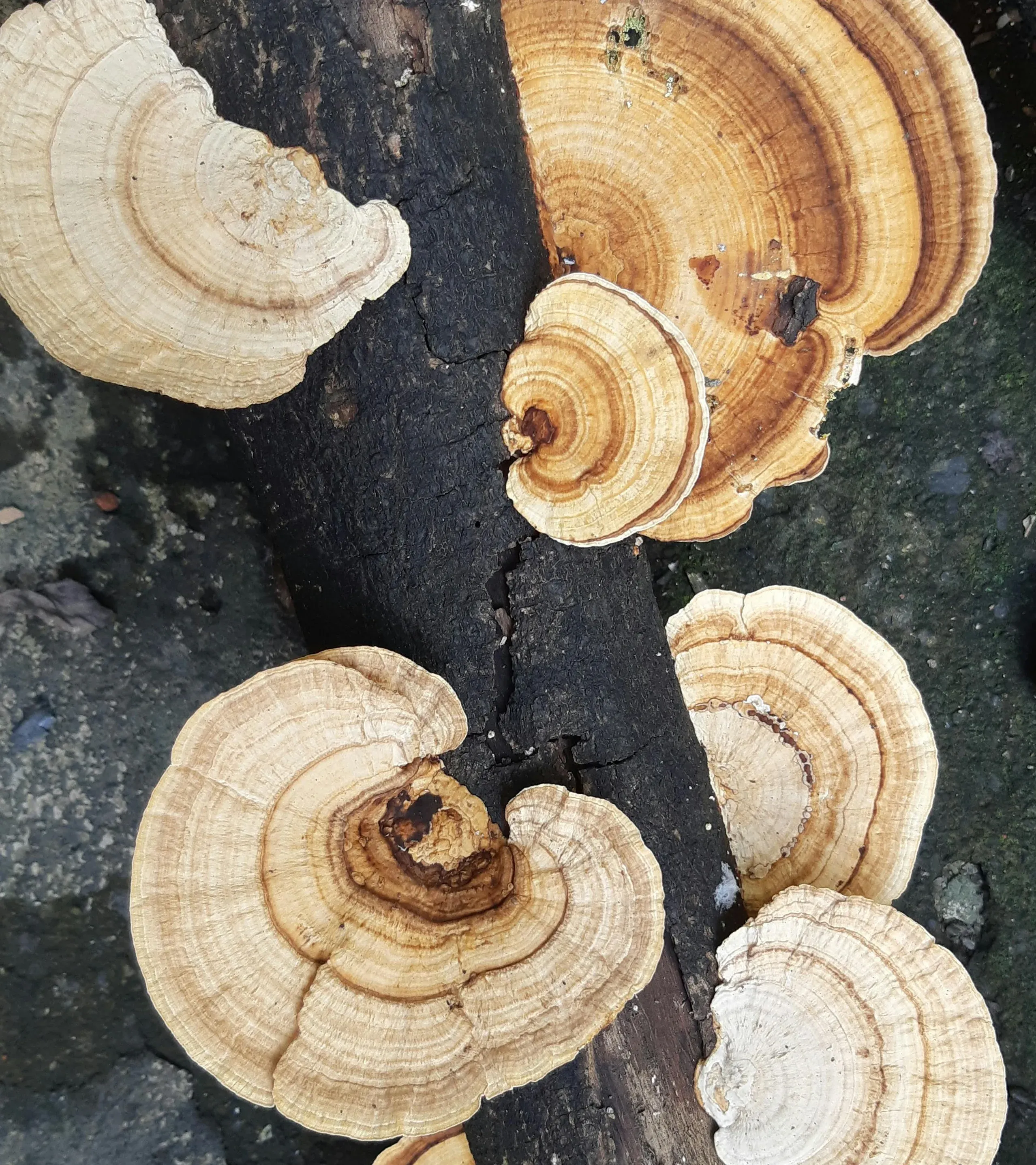 Turkey tail mushroom brackets with concentric brown and tan color zones growing from a dark hardwood log