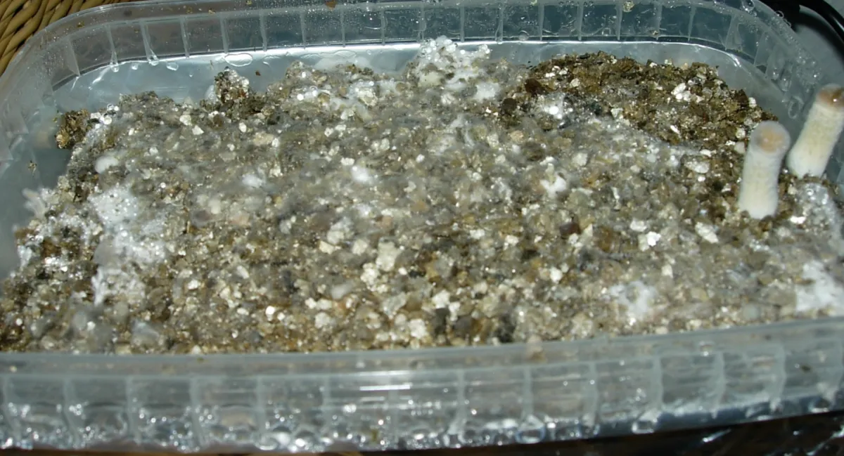 Wispy grey-white cobweb mold spreading across the damp vermiculite casing of a clear plastic grow tub, with heavy condensation beading on the walls and two small mushroom pins at the right edge.