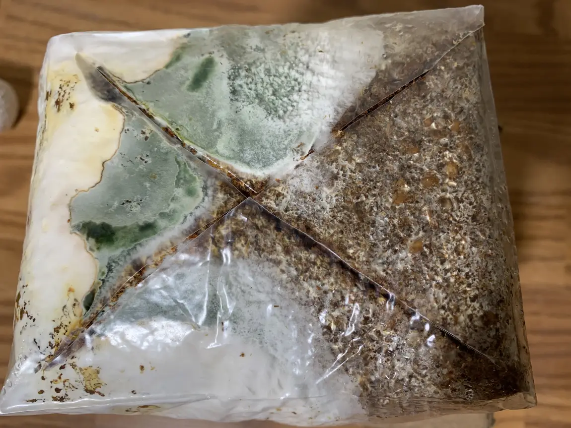 Top-down view of a blue oyster grain block in a plastic bag, the left half overtaken by forest-green Trichoderma sporulation with a white advancing frontier, the right half still brown, healthy substrate.
