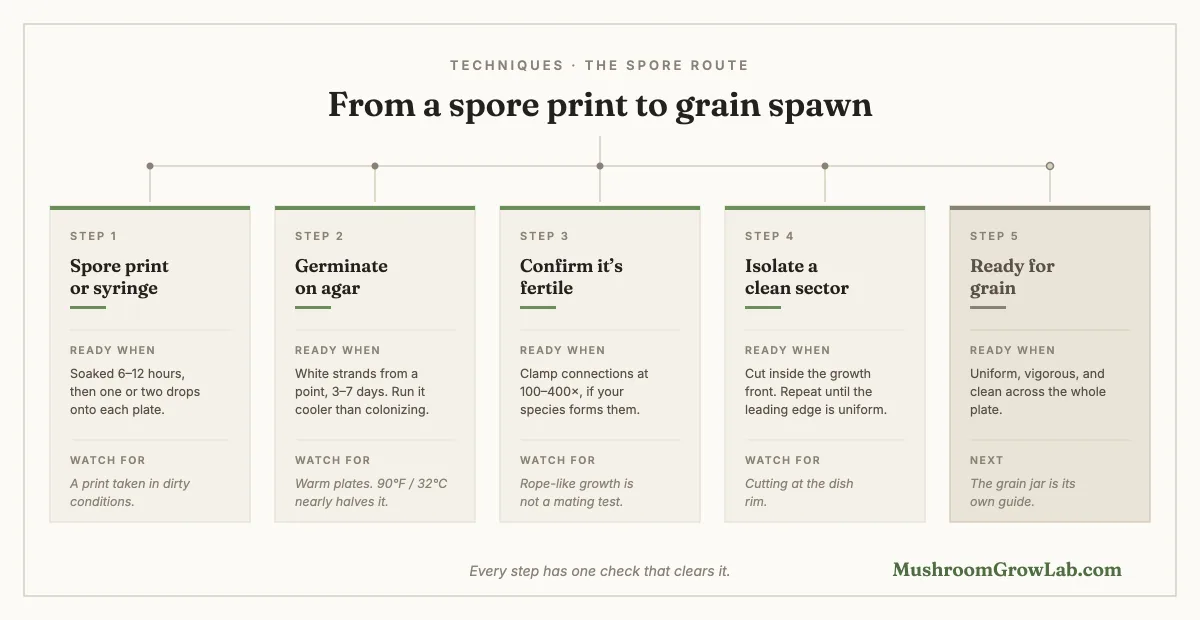 Five-stage pipeline from a spore print to grain spawn, with the check that clears each stage and the mistake to watch for. Step one, spore print or syringe: ready after a 6 to 12 hour soak and one or two drops per plate; watch for a print taken in dirty conditions. Step two, germinate on agar: ready when white strands radiate from a point in 3 to 7 days, run cooler than colonizing; watch for warm plates, since 90 degrees Fahrenheit or 32 Celsius nearly halves germination. Step three, confirm it's fertile: ready when clamp connections show at 100 to 400 times magnification, if the species forms them; watch for reading rope-like growth as a mating test. Step four, isolate a clean sector: cut inside the growth front and repeat until the leading edge is uniform; watch for cutting at the dish rim. Step five, greyed out, ready for grain: uniform, vigorous and clean across the whole plate, with the grain jar itself covered by a separate guide.