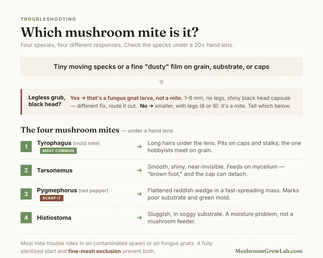 Decision chart for identifying mushroom mites: from tiny moving specks or a dusty film, first rule out fungus gnat larvae (1–8 mm, legless, shiny black head capsule), then tell the four mites apart under a hand lens — Tyrophagus mold mite (long hairs, pits on caps, most common), Tarsonemus (smooth and shiny, causes brown foot), Pygmephorus red pepper mite (flattened reddish wedge, a signal to scrap the grow over poor substrate and green mold), and Histiostoma (sluggish, in soggy substrate, a moisture problem).