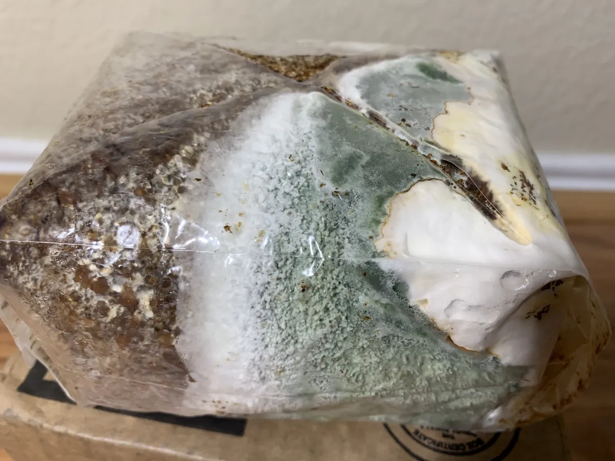 Trichoderma green mold sporulating across a blue oyster fruiting block, with a fuzzy white advancing edge where it overtakes the mushroom mycelium.