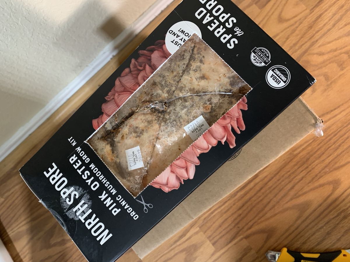 An X cut into the plastic grow bag exposing the colonized substrate block