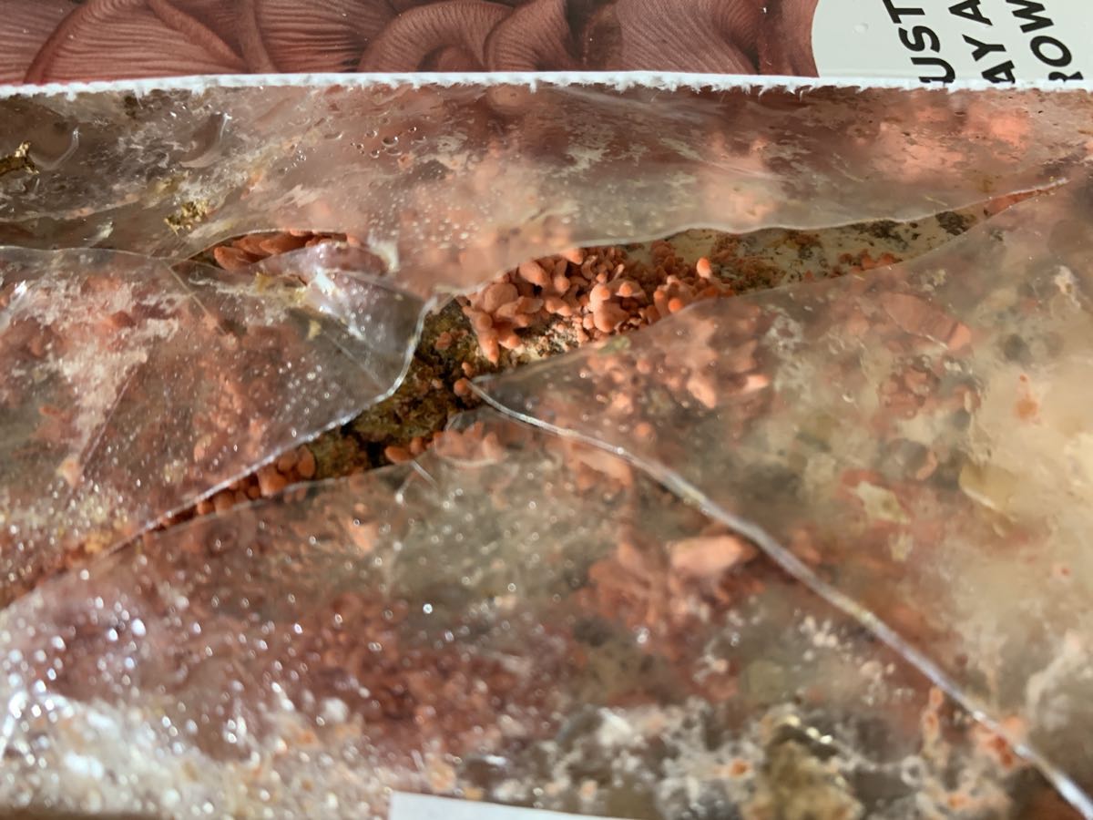 Small pink oyster mushrooms beginning to form at the cut on day three
