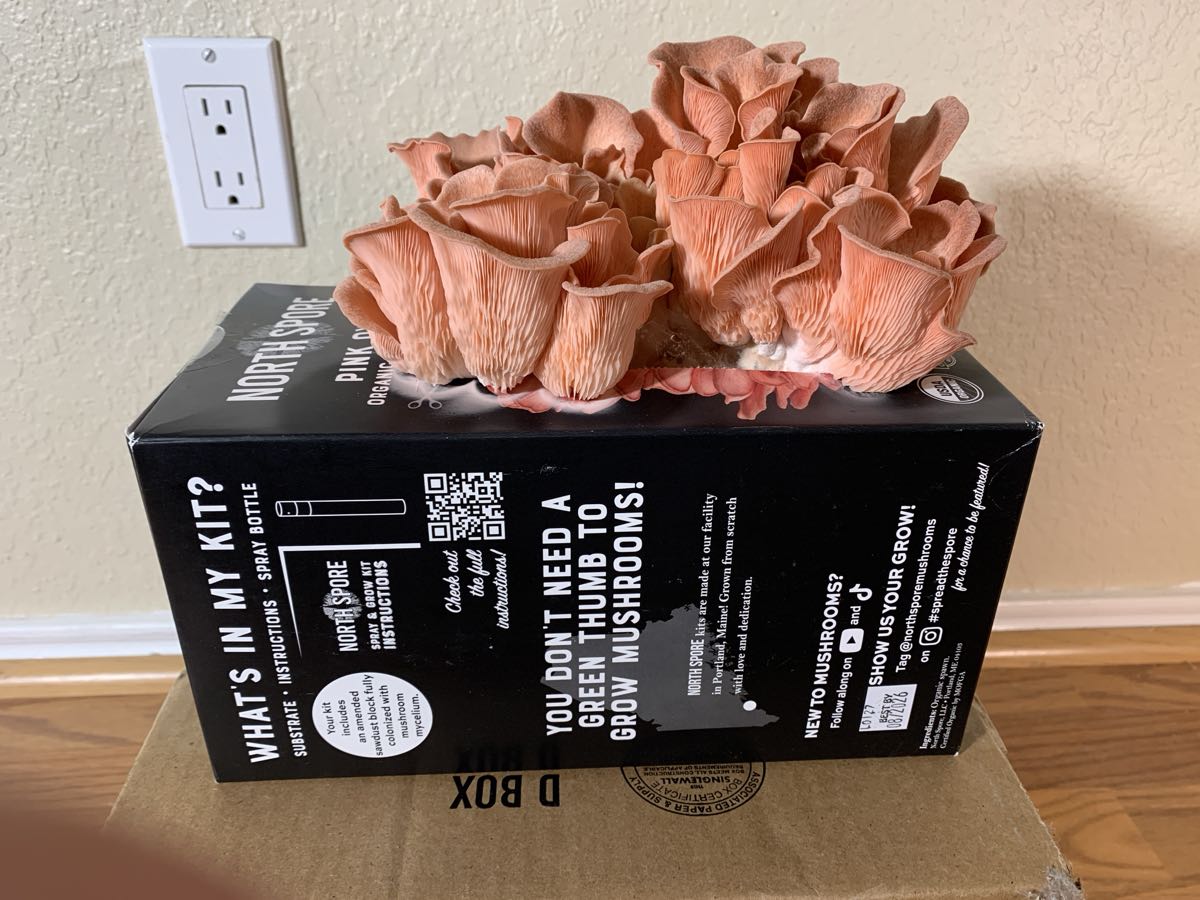 A large cluster of pale pink oyster mushrooms on day six, with white at the base on the box