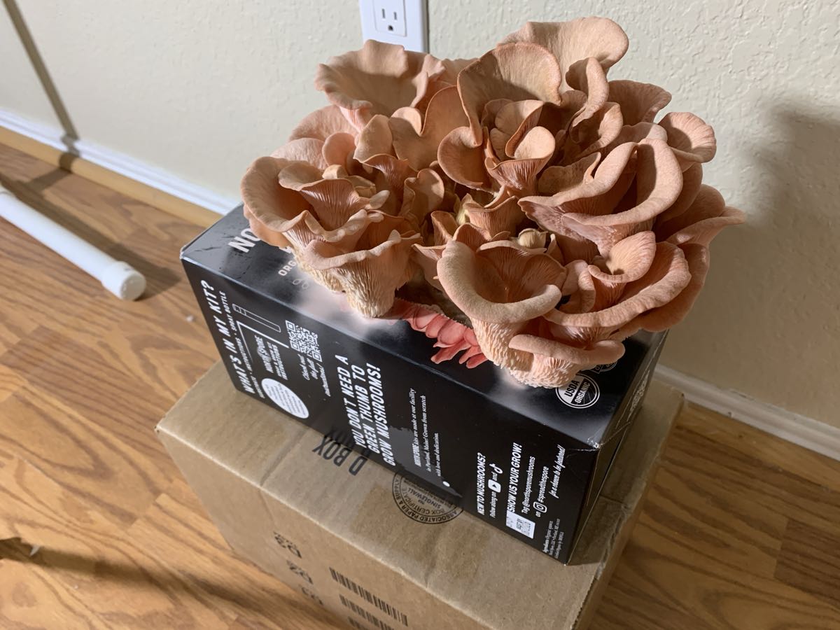 The pink oyster cluster on day seven, broad caps faded to pale peach