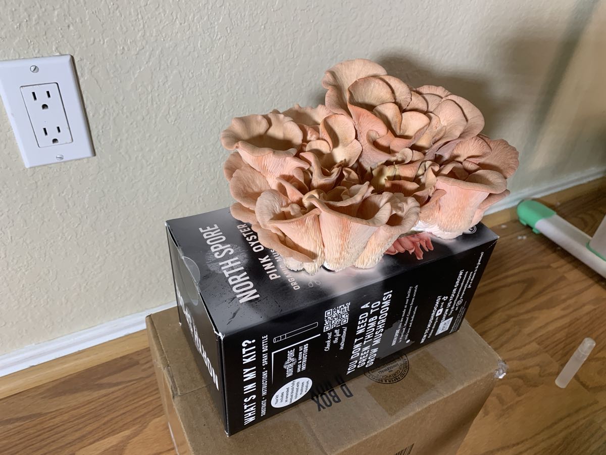 A full first flush of pale pink oyster mushrooms fanning out of a North Spore grow kit box