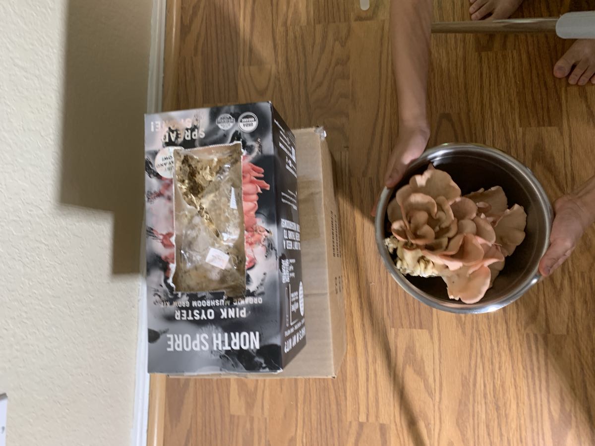 A stainless bowl full of harvested pink oyster mushrooms beside the worn kit box