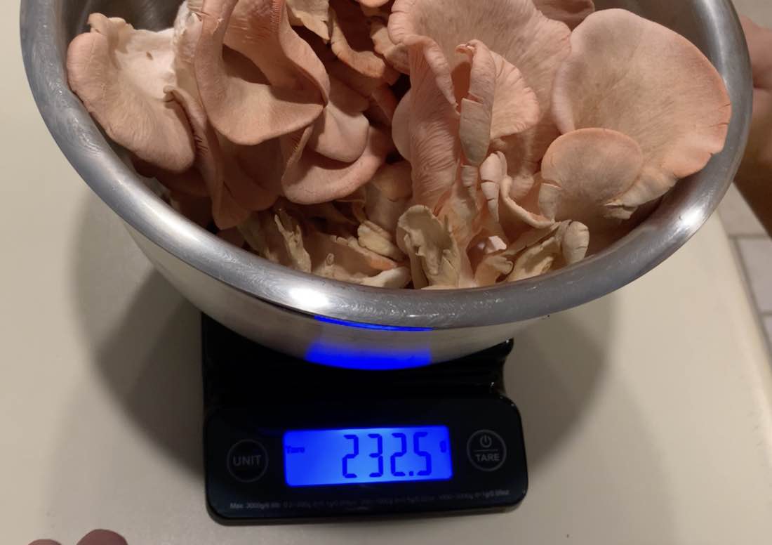 A kitchen scale reading 232.5 grams under a bowl of pink oyster mushrooms