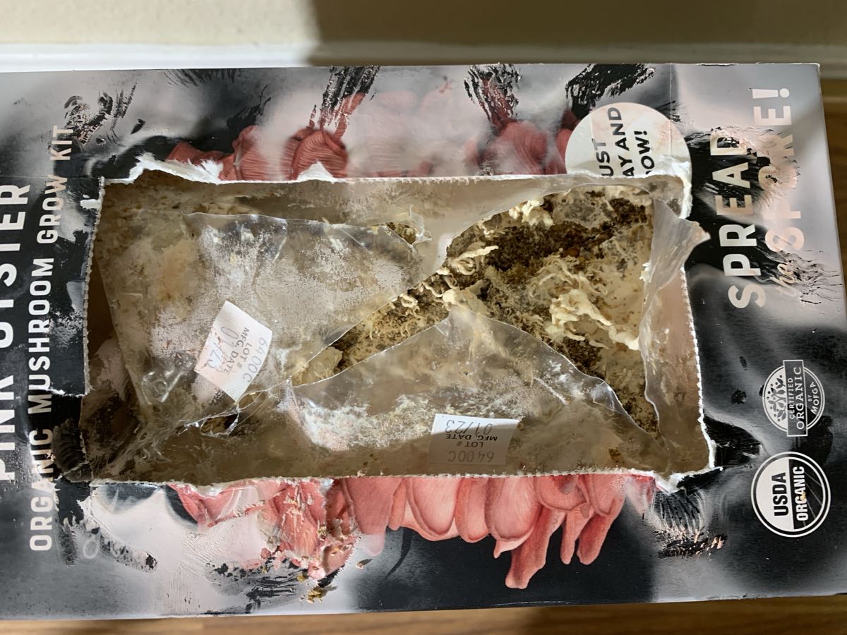 The spent, water-worn North Spore box after the first harvest